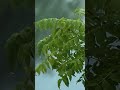 Rain Sounds #Shorts #rainsounds #Short