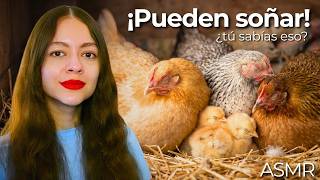 ASMR 50 Fun Facts About Chickens 🐔💖✨ | Soft Spoken screenshot 1