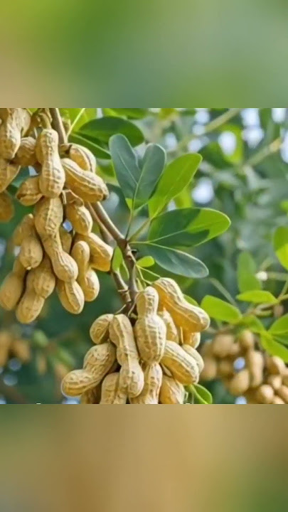 Kacang Tanah di Pohon