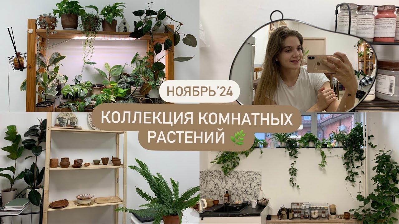 Коллекция комнатных растений в студии керамики 🌿 | Ноябрь’24