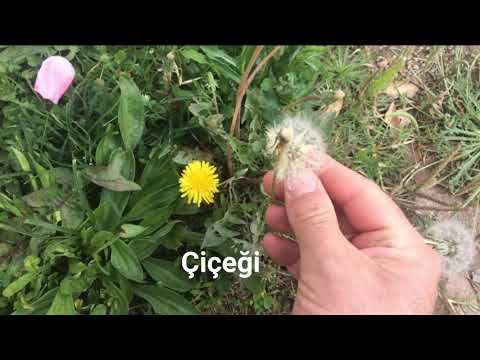 Video: Karahindiba Yaprakları Nasıl Kabarık Toplara Dönüşür?