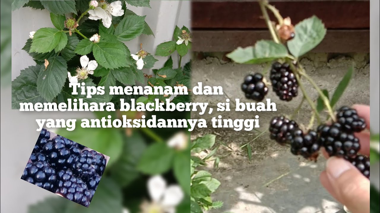 Tips menanam blackberry di dataran rendah wilayah tropis seperti Indonesia