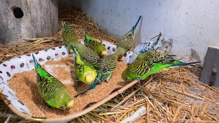 Cheerful Singing Budgerigars. Веселий спів папуг