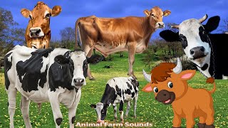 Farm Animal Sounds: Learn About Cows, Cow Sounds - Animal videos by Animal Farm Sounds 9,100 views 6 days ago 31 minutes
