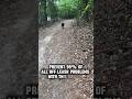 PREVENT bad OFF LEASH experiences!!