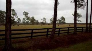 20100202_83.AVI