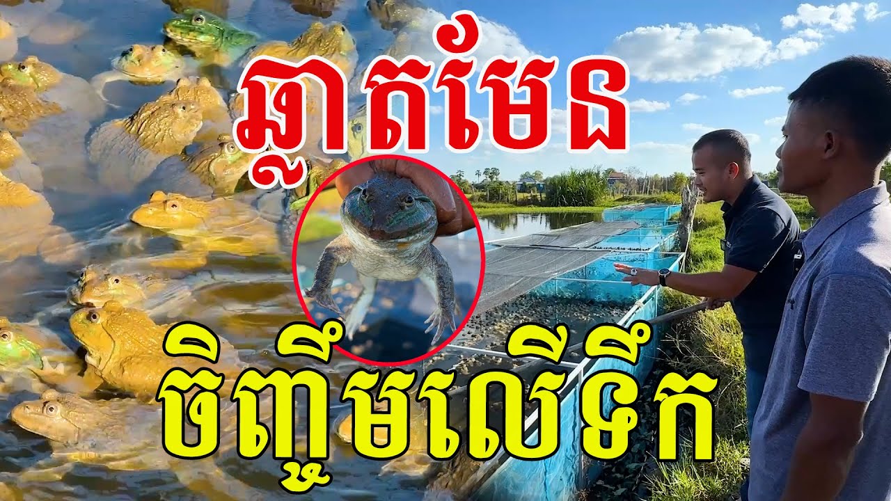 ឆ្លាតមែន​ ចិញ្ចឹមលេីទឹក បានផលទាំងព្រម