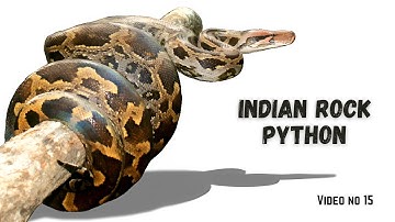 Indian rock python (Python molurus) Detailed Video भारतीय अजगर के बारेमे पूरी जानकारी