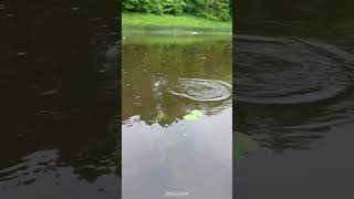 р. Шешупе, отчеты