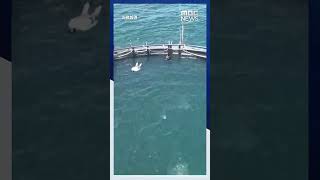 학대받는 돌고래 보호..영덕에 바다 쉼터 조성 #Shorts (MBC뉴스)