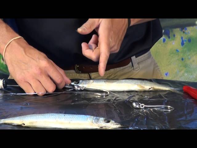 How To Pin Rig a Ballyhoo at TackleDirect 