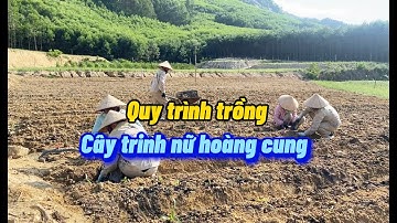 Quy Trình Trồng Cây Trinh Nữ Hoàng Cung | Nông Dược Tĩnh Sáng Đường