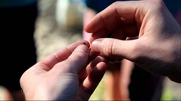 Stream Ecology Clip 1