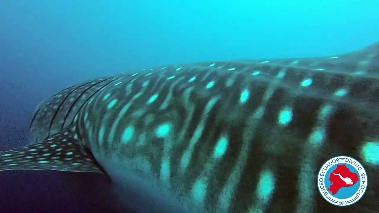 Galapagos Whale Shark
