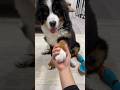 お手ゾーンに入ったバーニーズｗ #大型犬 #お手 #バーニーズマウンテンドッグ #bernesemountaindog