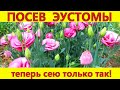 ЭУСТОМА взойдет 100%! Весь секрет в правильном посеве эустомы. Выращивание эустомы из семян.