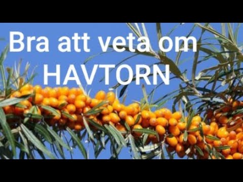 Video: Havtorn - Användbara Egenskaper, Recept För Användning