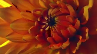 Ecstasy - Giovanni Marradi