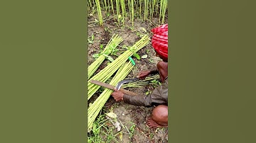 How Sickle Is Sharpened to Harvest Jute? #shorts
