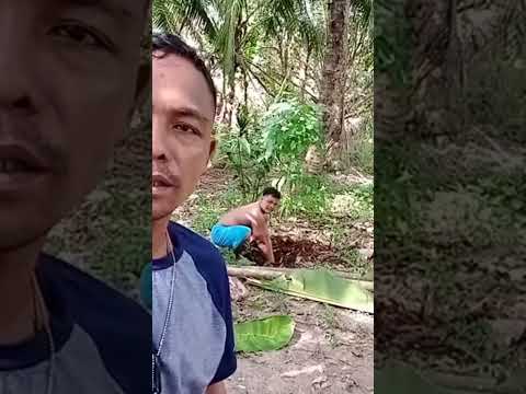 NAMATAY NA PUSA