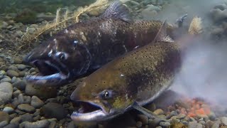 Chinook Salmon Spawning May 2020 Canterbury New Zealand