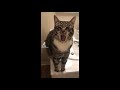 Singing Cat | TikTok