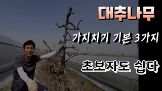 7년생 사과 대추나무 가지치기 기본 3가지 ? 초보자도 쉽게 따라하기 - Youtube