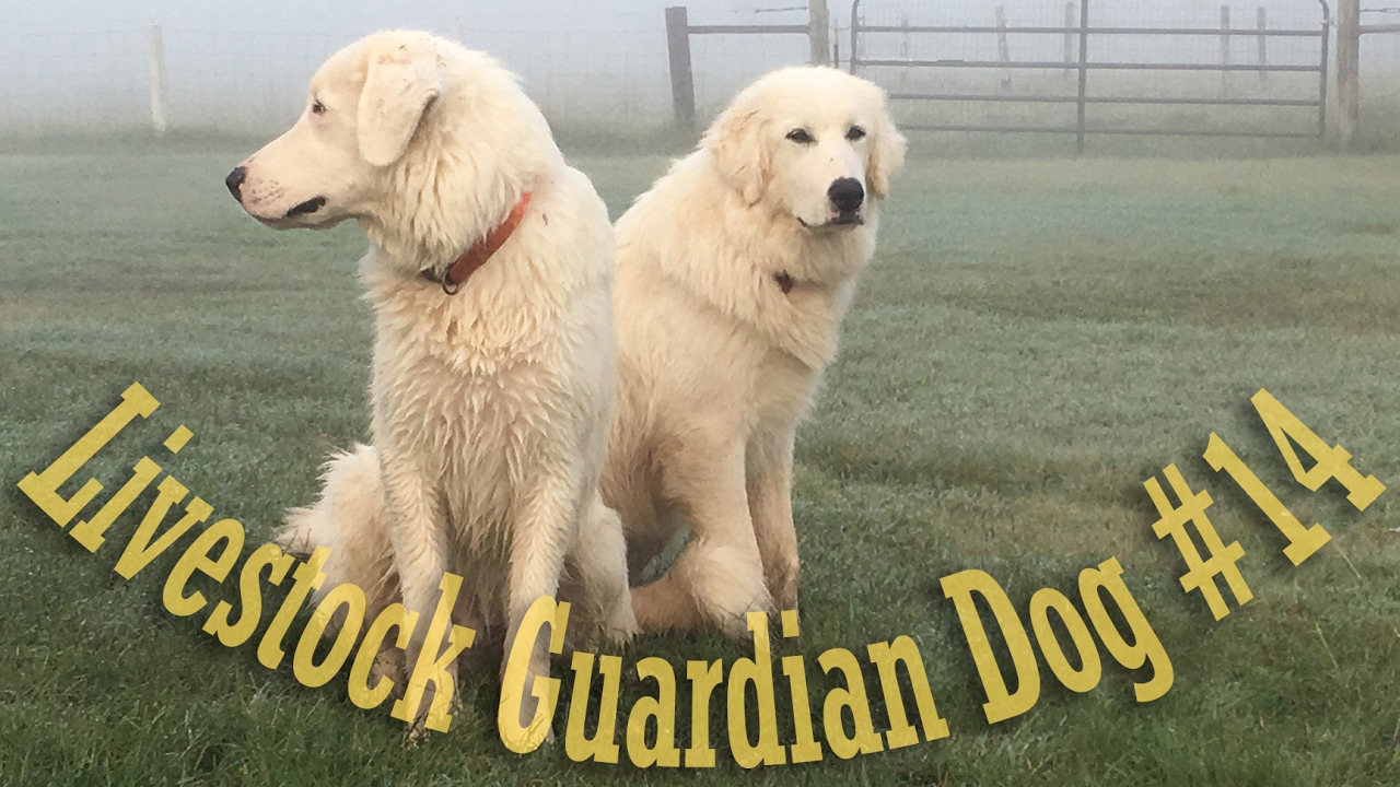 Livestock Guardian Dog Series - Large Breed Food Selection/Grading