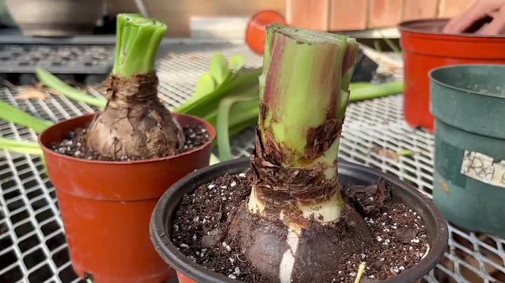 How to get Amaryllis Bulbs to Re-Bloom - DayDayNews