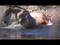 Salt River horses by Mark Storto 2.19.22