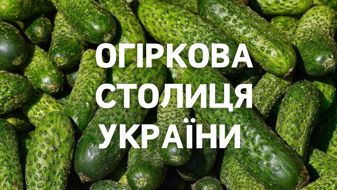 Огіркова столиця Волині. У Чорнижі майже кожен вирощує огірки