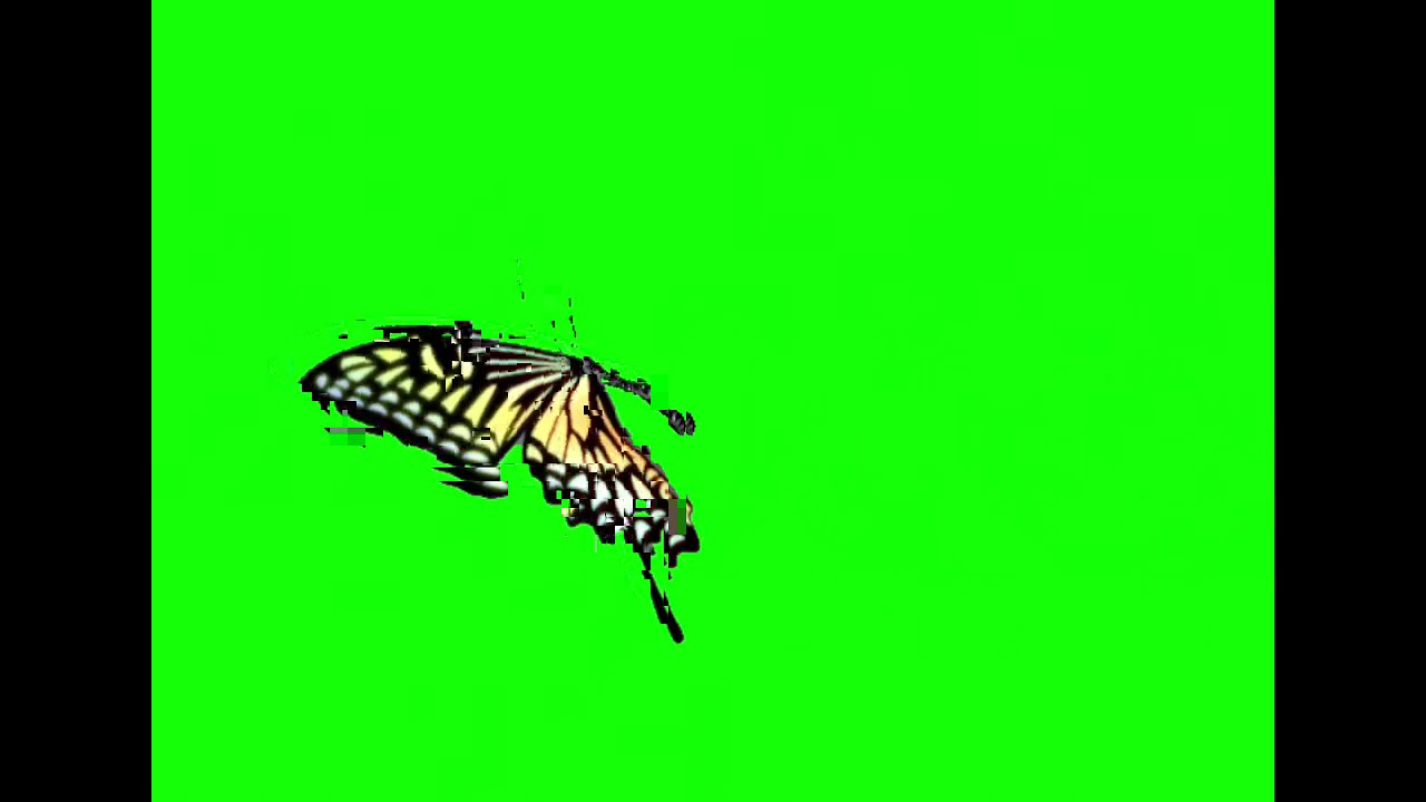 Butterfly flying green screen YouTube