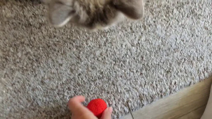 Video 1091401: blue lynx bicolour