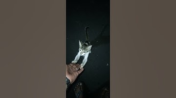 Suara Anak Kucing lucu #shorts #kucing #kucinglucu #suarakucing