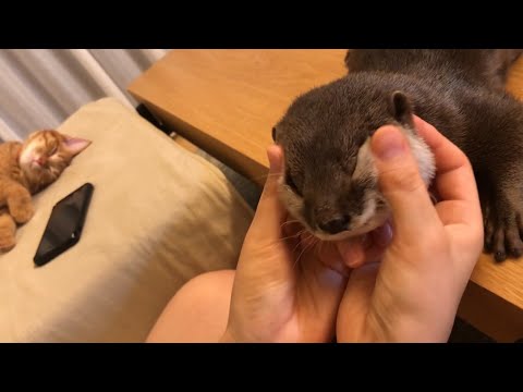 カワウソさくら マッサージの相手が弟猫に移ったのを見て見ぬふりするカワウソ Massage with otter and cat
