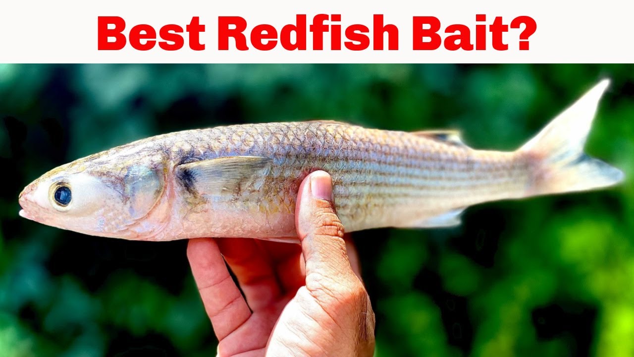 What Is The Best Bait For Redfish 