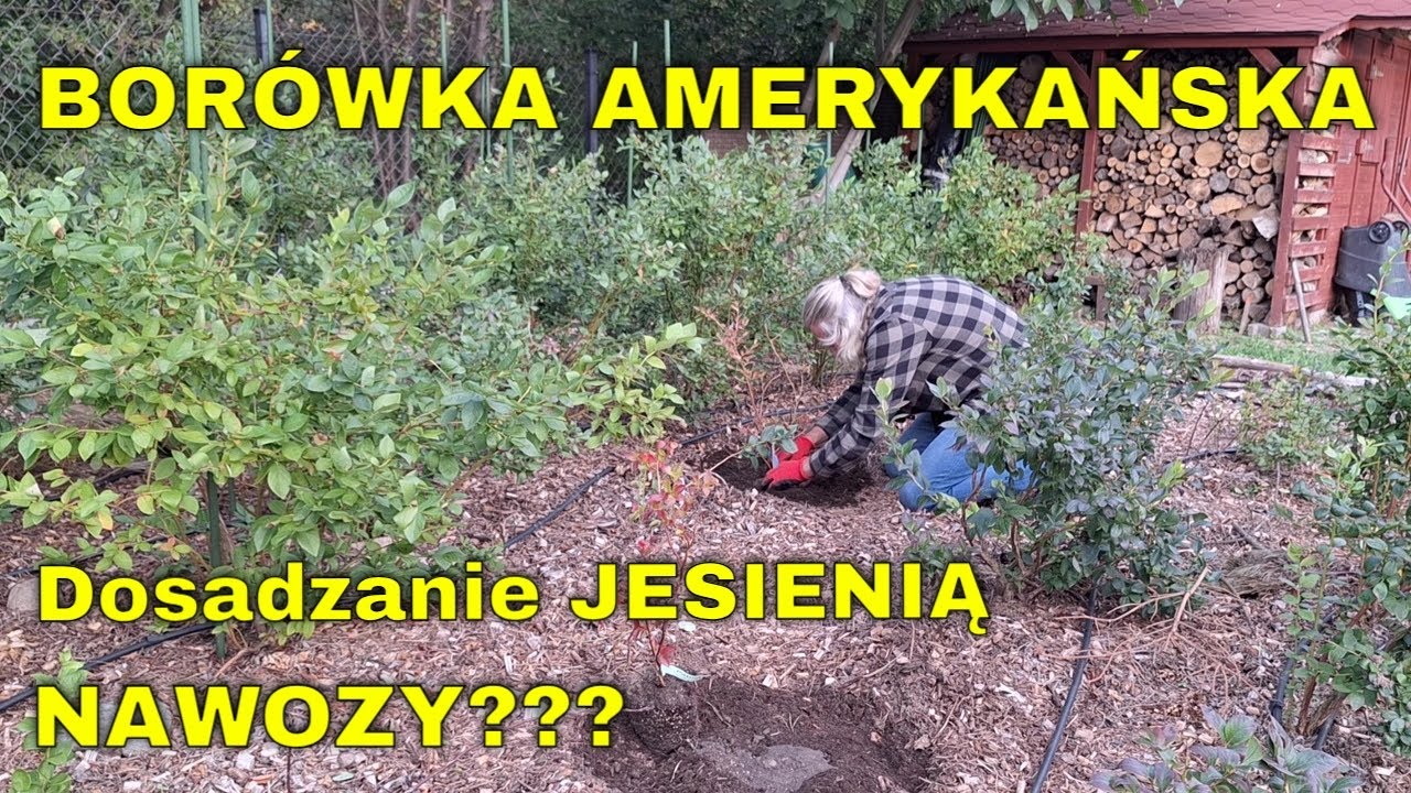 BORÓWKA AMERYKAŃSKA - dosadzanie krzewów JESIENIĄ - czy stosować NAWÓZ? Sadzę borówkę amerykańską.