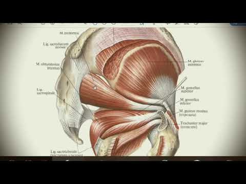 Анатомия с АВ. Мышцы таза и бедра.