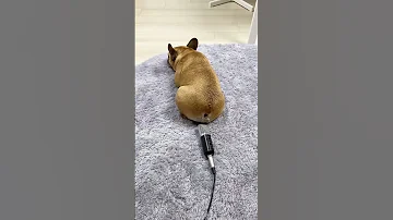 Dog Boom 