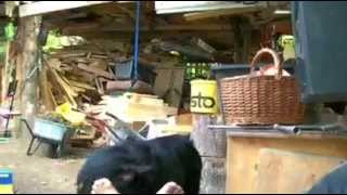 Hund Beim Füsse Lecken