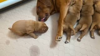 Red fox labrador retriever - Elevage labrador Red fox - Chiots