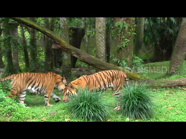 BESAR DAN KUAT, SI HARIMAU BENGGALA | SI OTAN (15/08/19) PART 1 class=