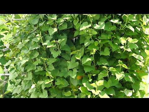 Video: Verticale zoete aardappeltuin - Een trellised zoete aardappelplant planten