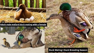 Duck Breeding -Mating Love | Cute and funny,This is rare in the world Mother duck