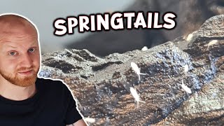 How To Make a Springtail Culture!