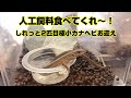 カナヘビに人工飼料を食べさせたい！しれっと2匹目お迎え！