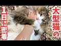 北欧猫の優雅な1日に完全密着します【ノルウェージャン】