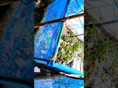 ভিডিও: ডোরাকাটা সিলুয়েট: দোলন গাইমানের কাঠের পেইন্টিং