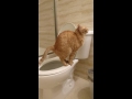 Our Cat, Tiger Takes a Dump on the Toilet