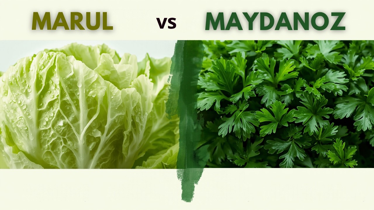 MARUL MU MAYDANOZ MU DAHA FAYDALI ? MAYDANOZ KİLO VERDİRİR Mİ ?